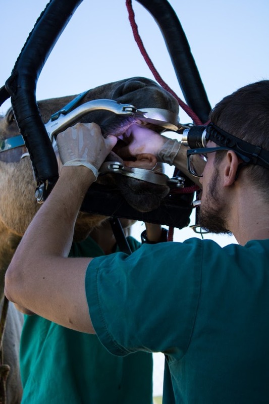 Odontologia Veterinária