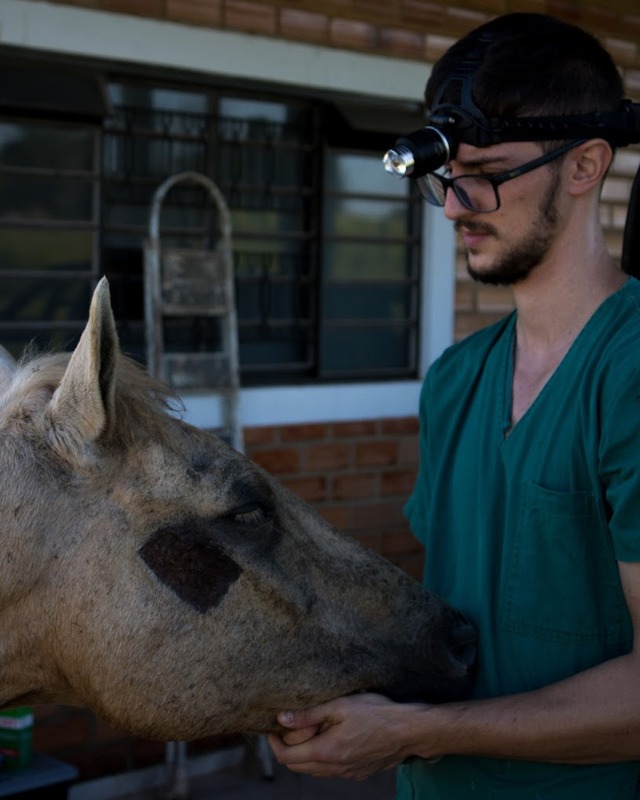 Dr. Carlos Baumam examinando um cavalo, Seven Horse Botucatu